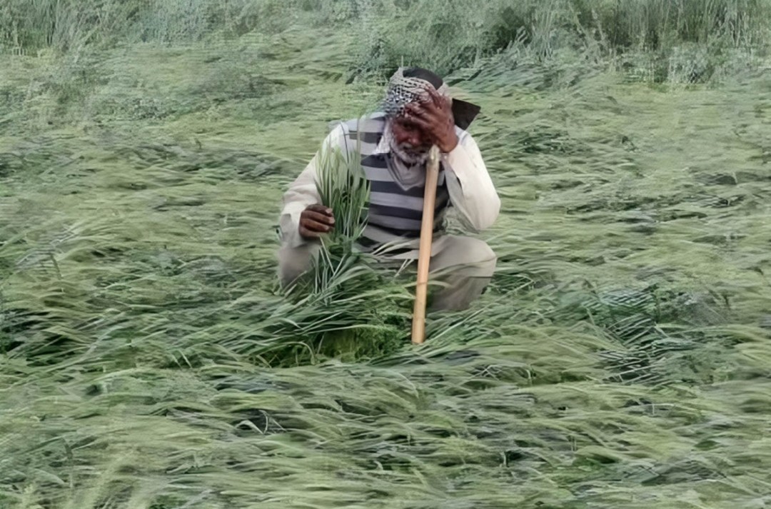 जलजमाव में डुबी फसल