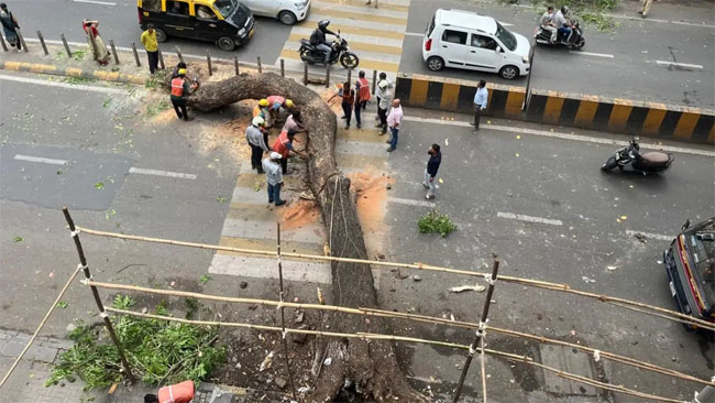 फोटो: माहिम में टैक्सी पर गिरे पेड़ को हटाने का काम जारी
