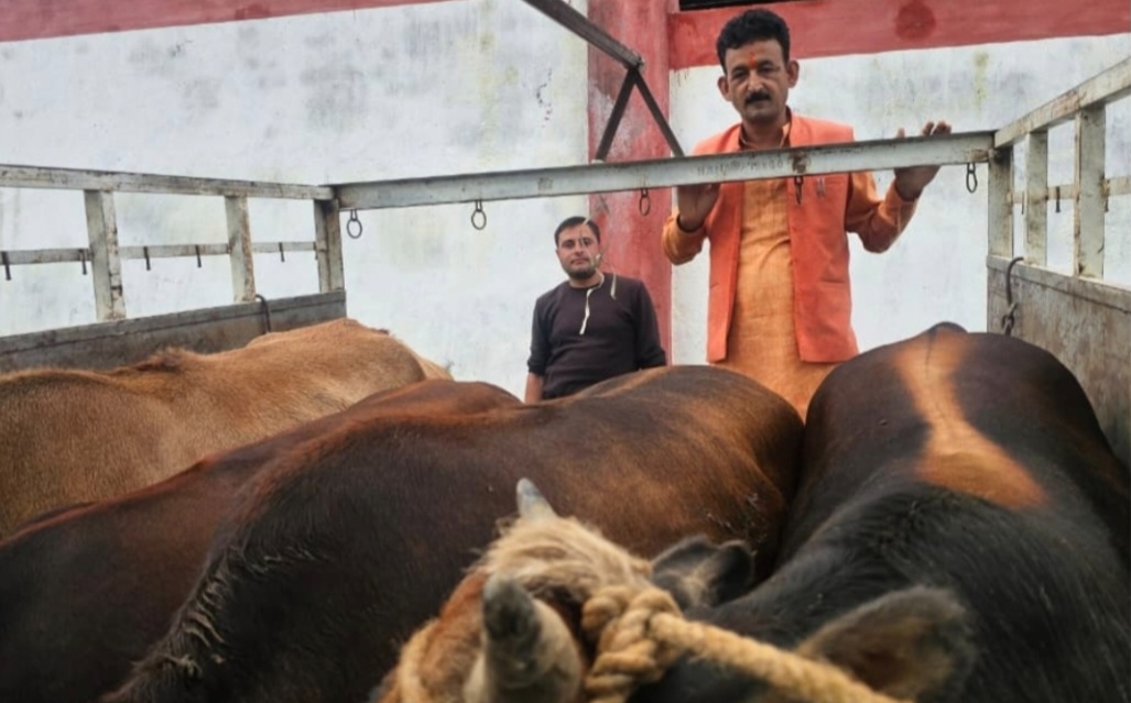 आवारा गोवंश के साथ पालिका अध्यक्ष