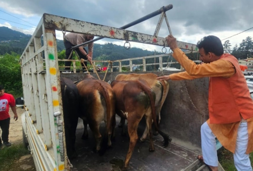 आवारा गोवंश के साथ पालिका अध्यक्ष