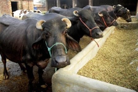 प्रतीकात्मक फोटो प्रतीकात्मक फोटो