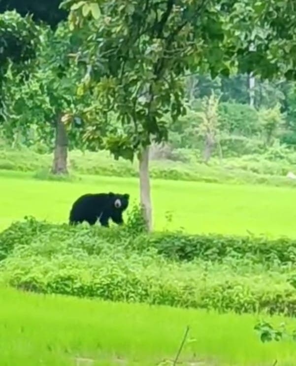 भालू विचरण करता
