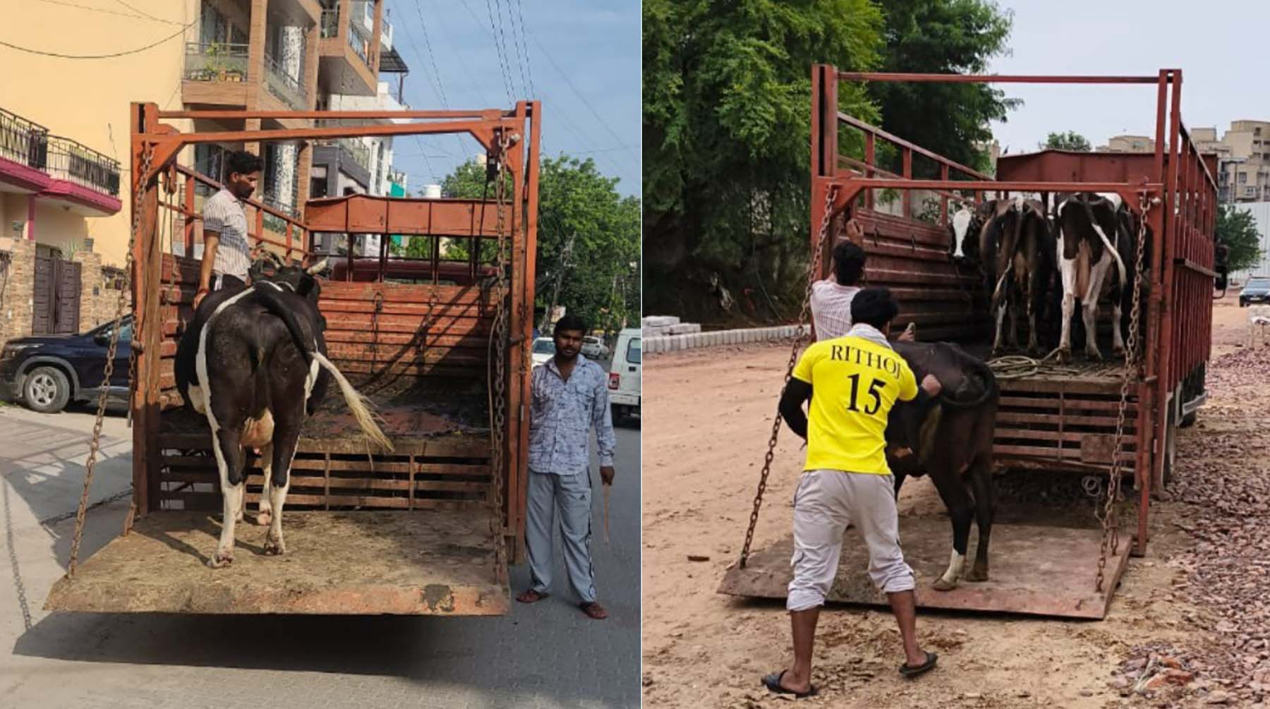 गुरुग्राम में खुले में घूमने वाले पशुओं को पकड़ती नगर निगम की टीमें।