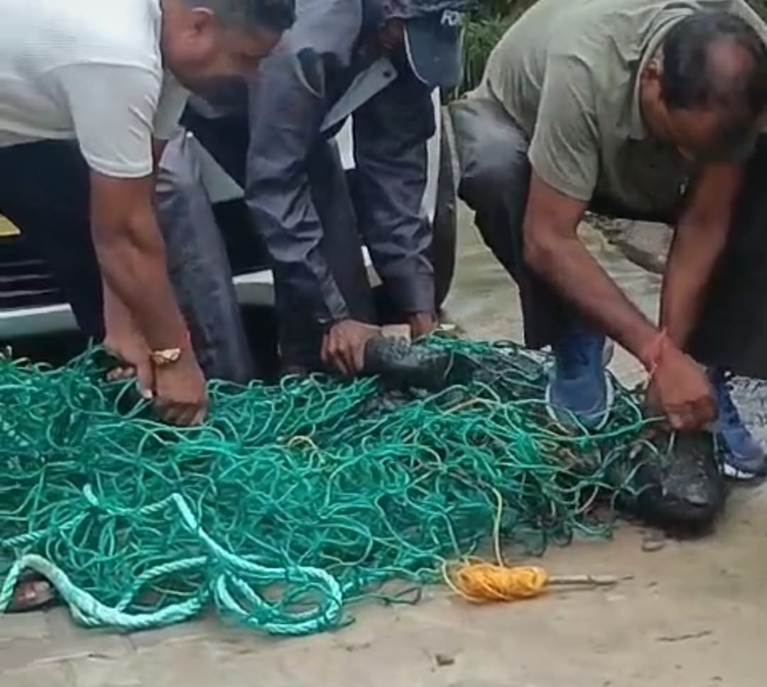 गणपति धाम में घुसा मगरमच्छ गणपति धाम में घुसा मगरमच्छ