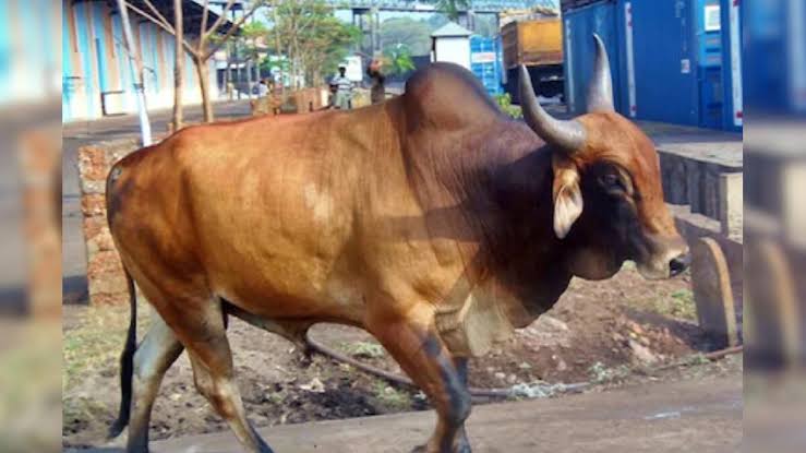 प्रतीकात्मक