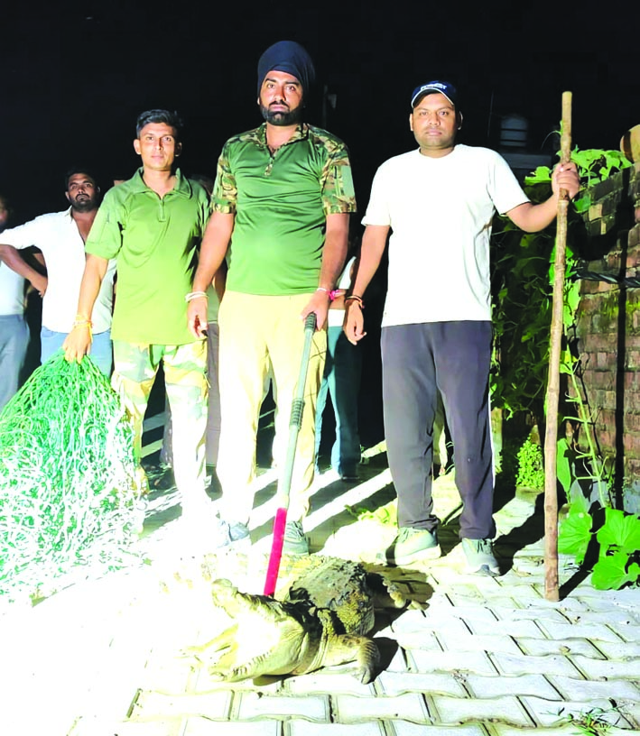 रेस्क्ूय करती वन विभाग की टीम रेस्क्ूय करती वन विभाग की टीम
