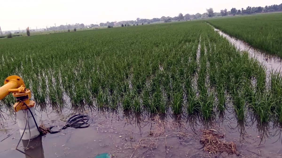 फरीदाबाद में यमुना खतरा के निशान के नजदीक, बसंतपुर आबादी में हुआ जलभराव