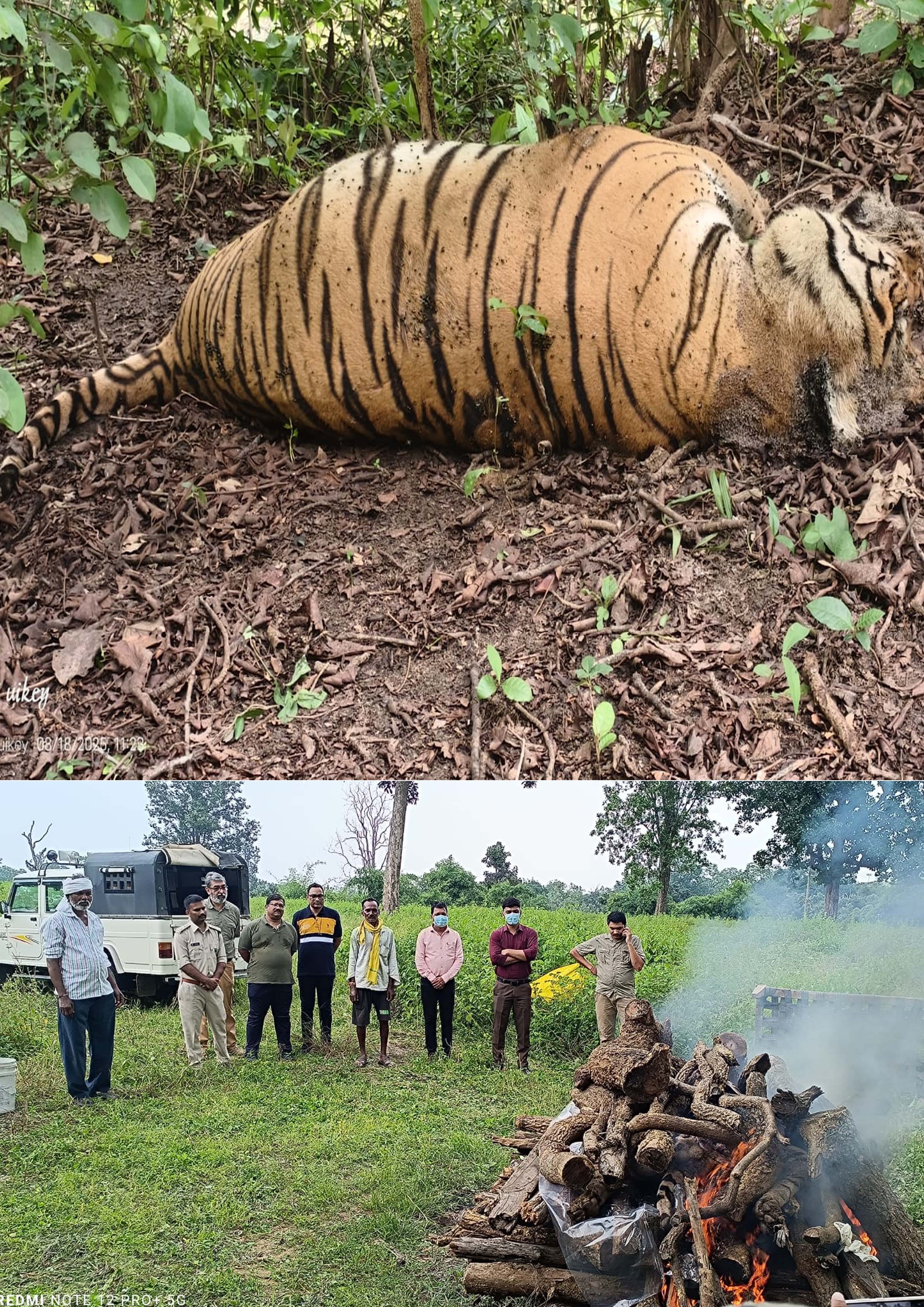 Seoni: 12 year old tiger dies due to mutual conflict Seoni: 12 year old tiger dies due to mutual conflict