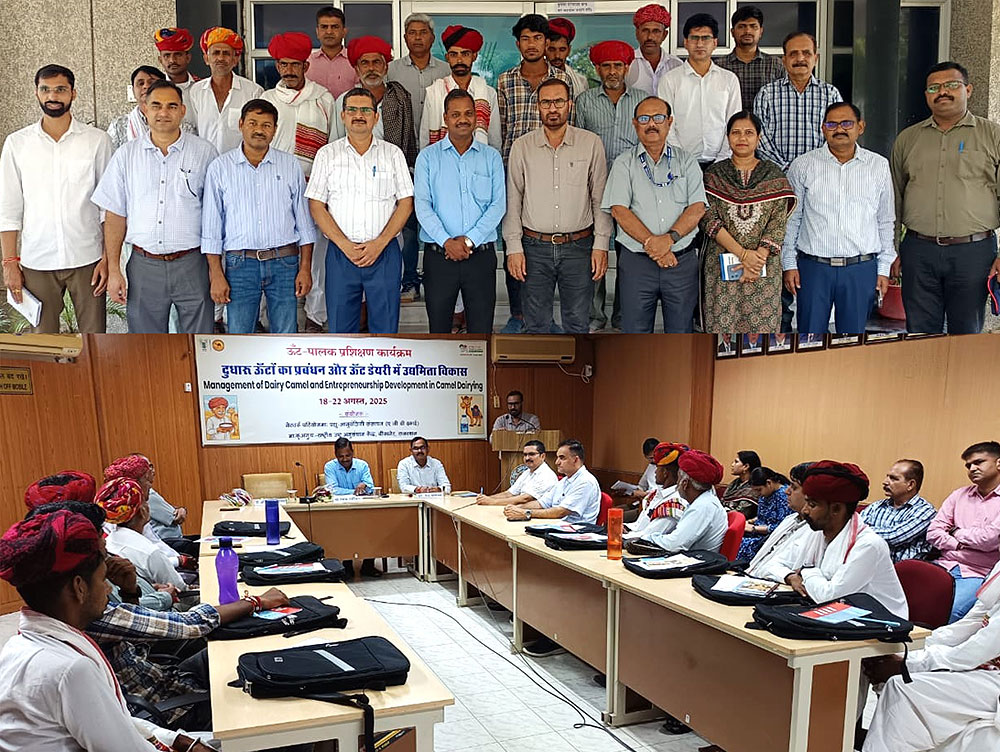 एनआरसीसी में दुधारू ऊँटनियों के प्रबंधन एवं उद्यमिता विकास पर पांच दिवसीय प्रशिक्षण शुरू एनआरसीसी में दुधारू ऊँटनियों के प्रबंधन एवं उद्यमिता विकास पर पांच दिवसीय प्रशिक्षण शुरू