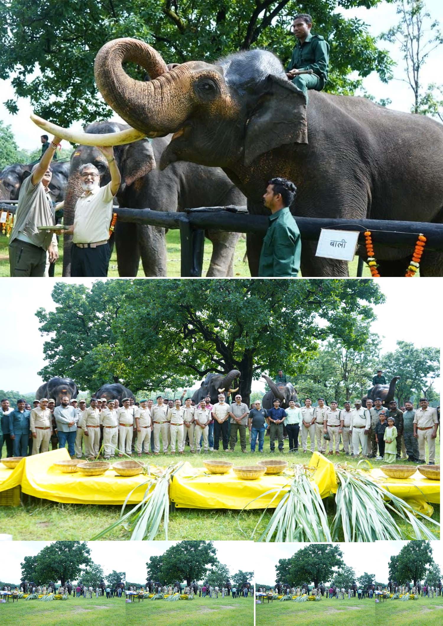 Seoni: Rejuvenation camp for elephants of Pench Park inaugurated today