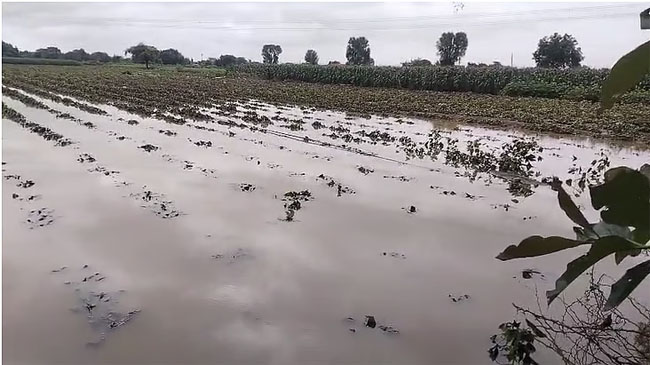 फोटो: सोलापुर में बाढ़ का पानी खेतों में घुसा फोटो: सोलापुर में बाढ़ का पानी खेतों में घुसा