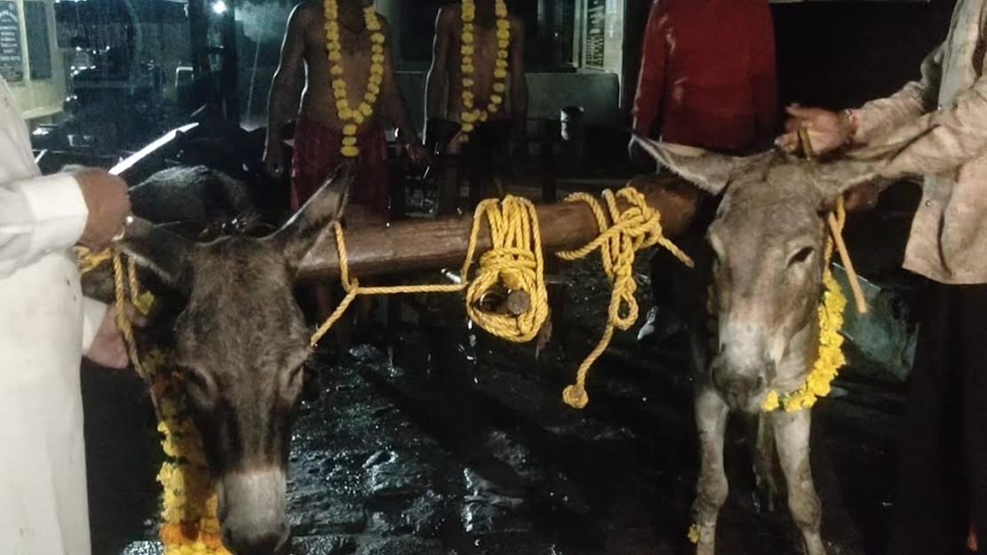 इन्द्रदेव को प्रसन्न करने के लिये नग्न होकर श्मशान में गधों से कराई बुआई इन्द्रदेव को प्रसन्न करने के लिये नग्न होकर श्मशान में गधों से कराई बुआई