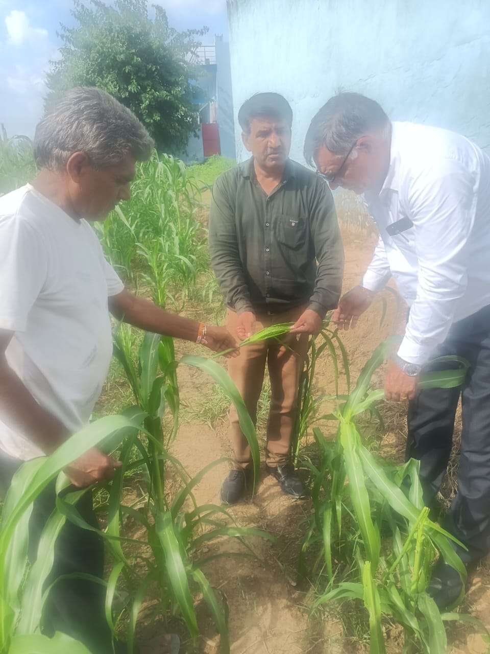 फसल का सर्वेक्षण करती संयुक्त सर्वेक्षण टीम।