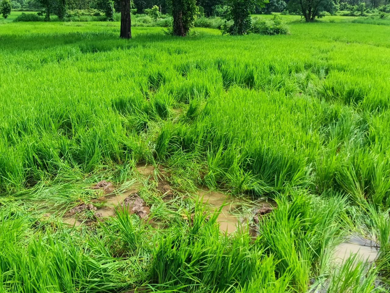 खेतों में तैयार धान फसल को हाथी रौंदकर पहुंचा रहा नुकसान। खेतों में तैयार धान फसल को हाथी रौंदकर पहुंचा रहा नुकसान।