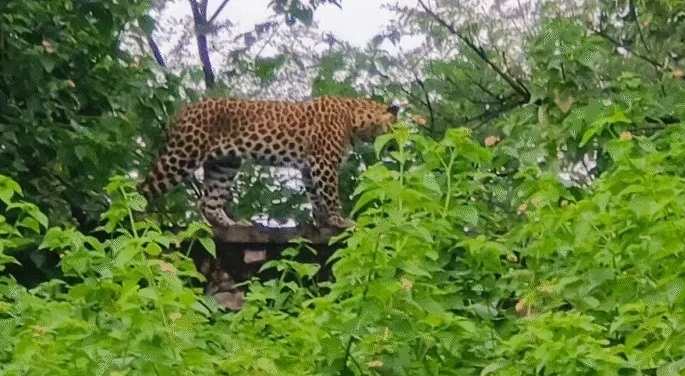 लेपर्ड लेपर्ड