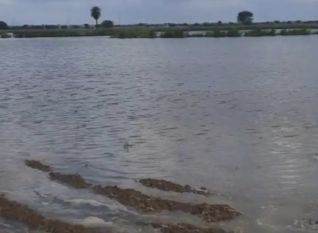 यमुना का जलस्तर बढ़ने से सैकड़ों बीघा फसल जलमग्न यमुना का जलस्तर बढ़ने से सैकड़ों बीघा फसल जलमग्न
