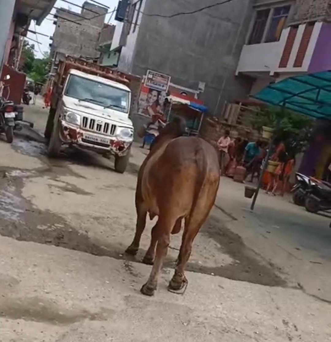 बीच सड़क पर विचरण करता अवारा सांड बीच सड़क पर विचरण करता अवारा सांड