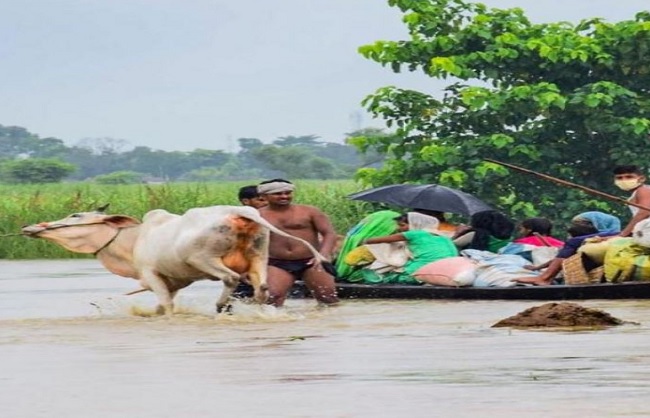 बिहार के पटना में बाढ़ के पानी से मवेशियों को सुरकित जगह ले जाते किसान
