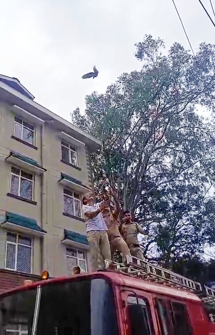 नाहन में तार में फसे पक्षी का अग्नि शमन विभाग कर्मियों ने किया सफल रेस्क्यू नाहन में तार में फसे पक्षी का अग्नि शमन विभाग कर्मियों ने किया सफल रेस्क्यू
