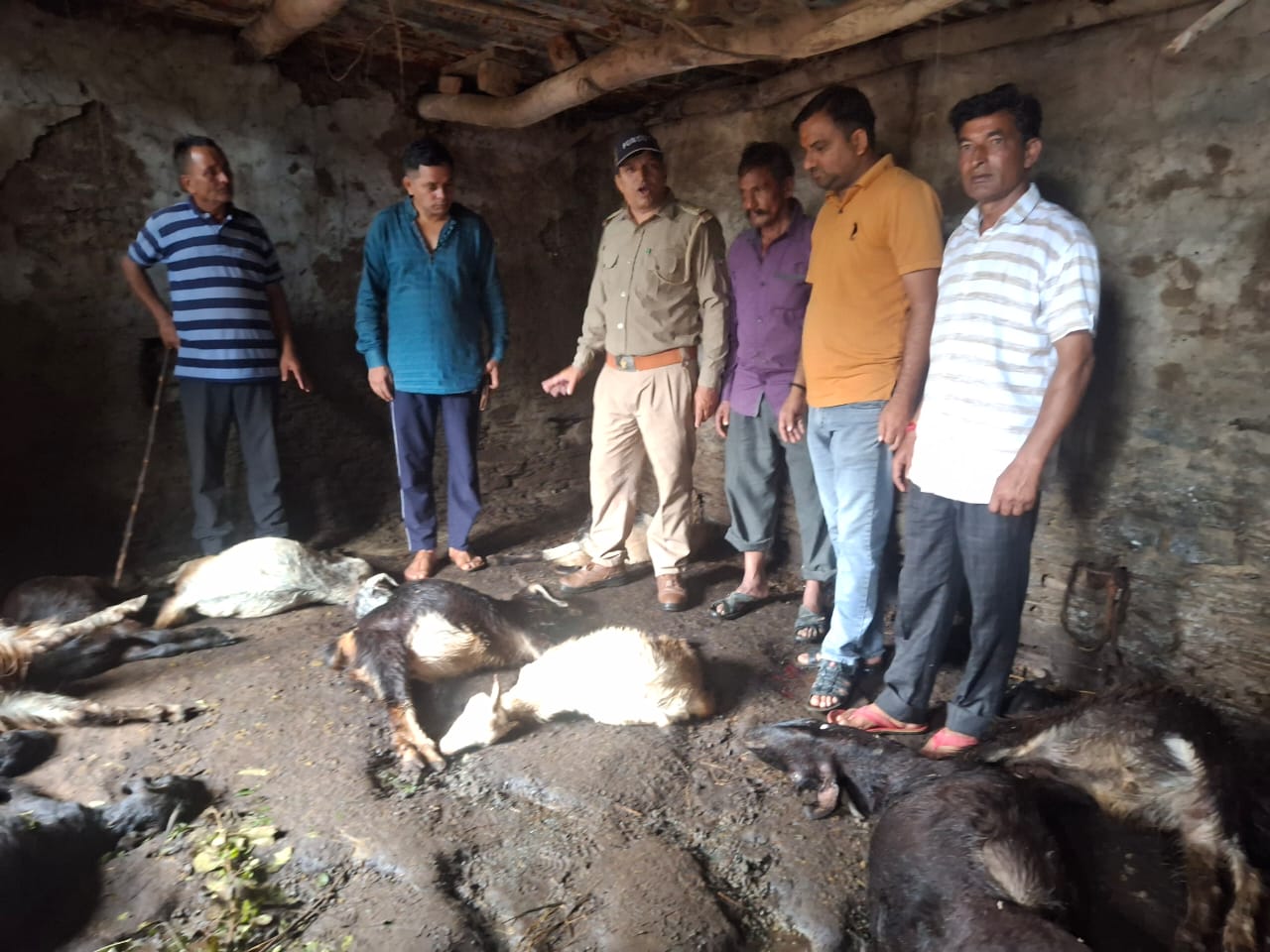 चिन्यालीसौड़: गुलदार ने 25 बकरियों को बनाया निवाला, दहशत में लोग। चिन्यालीसौड़: गुलदार ने 25 बकरियों को बनाया निवाला, दहशत में लोग।