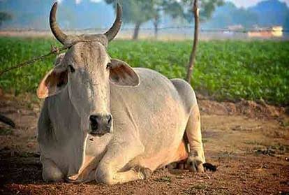 बीकानेर में प्रथम बार गौ हितार्थ श्री रामाधाम गौ शाला का भूमि पूजन को लेकर तैयारियां शुरू बीकानेर में प्रथम बार गौ हितार्थ श्री रामाधाम गौ शाला का भूमि पूजन को लेकर तैयारियां शुरू