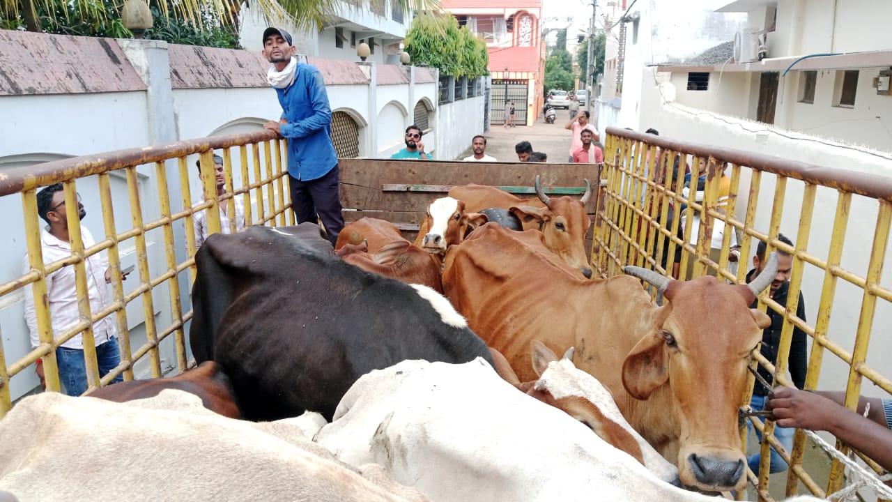 काउकेचर वाहन में मवेशी ले जाते हुए नगर निगम के कर्मचारी।