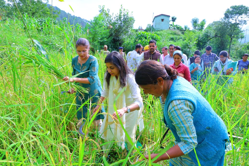 क्रॉप कटिंग करती जिलाधिकारी