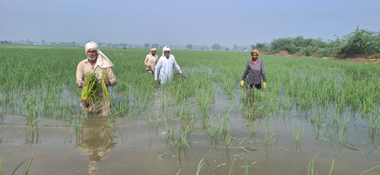 बरसाती पानी से डूबी फसल।