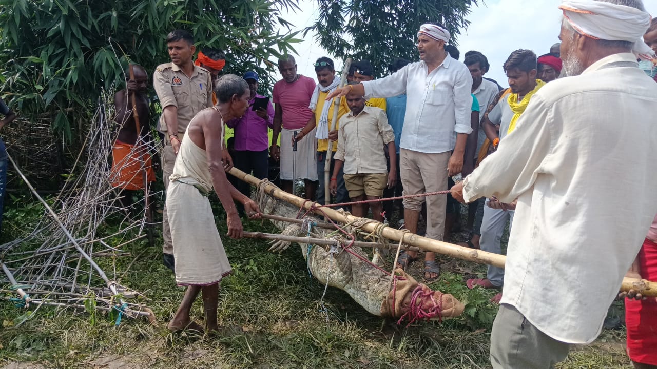 वन विभाग की टीम द्बारा मगरमच्छ का रेक्सू करने के बाद देखते ग्रामीण। वन विभाग की टीम द्बारा मगरमच्छ का रेक्सू करने के बाद देखते ग्रामीण।