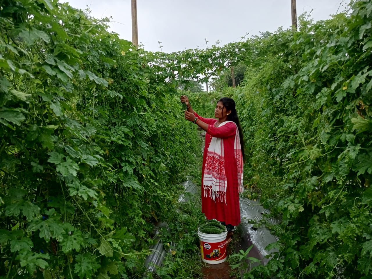 करेले के फसल को दिखाती महिला किसान करेले के फसल को दिखाती महिला किसान