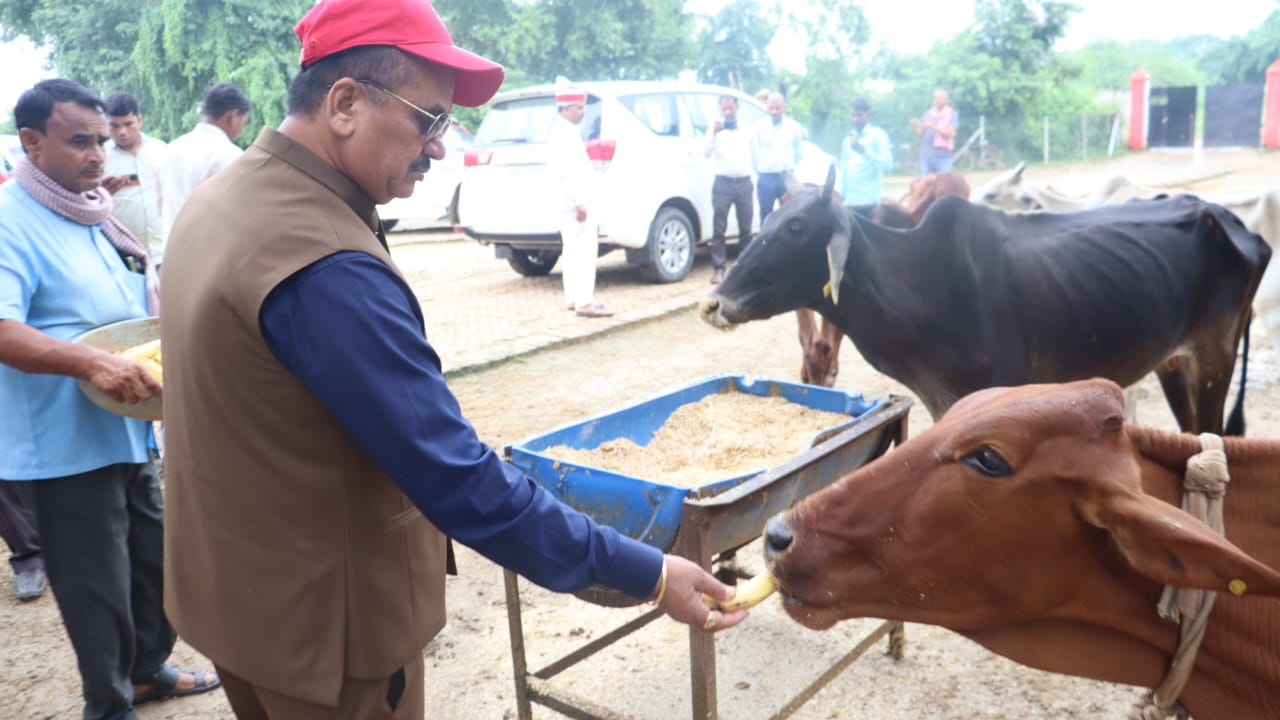 जिलाधिकारी गायों को केले खिलते हुए जिलाधिकारी गायों को केले खिलते हुए
