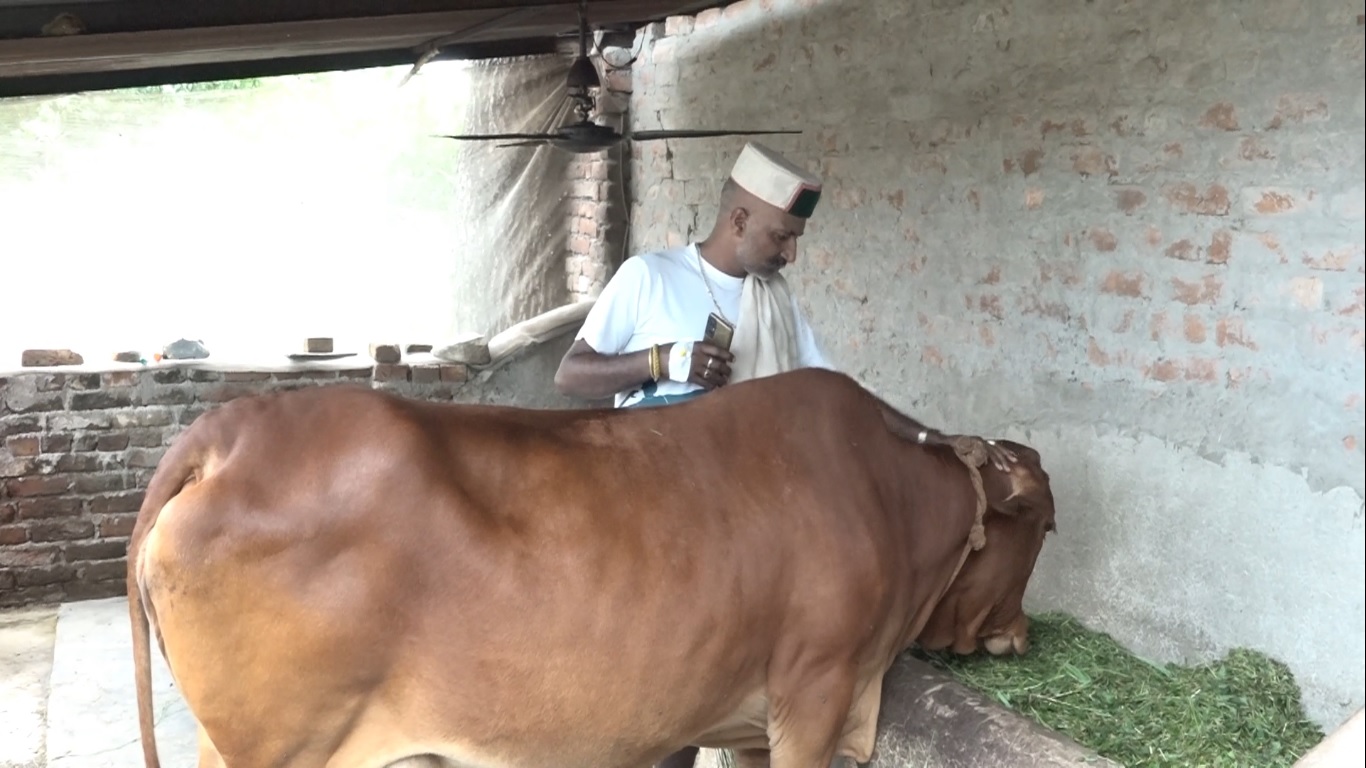 ग्रामीण आर्थिकी की मिसाल बने दियोटसिद्ध क्षेत्र के प्रगतिशील किसान कृष्ण चंद ग्रामीण आर्थिकी की मिसाल बने दियोटसिद्ध क्षेत्र के प्रगतिशील किसान कृष्ण चंद