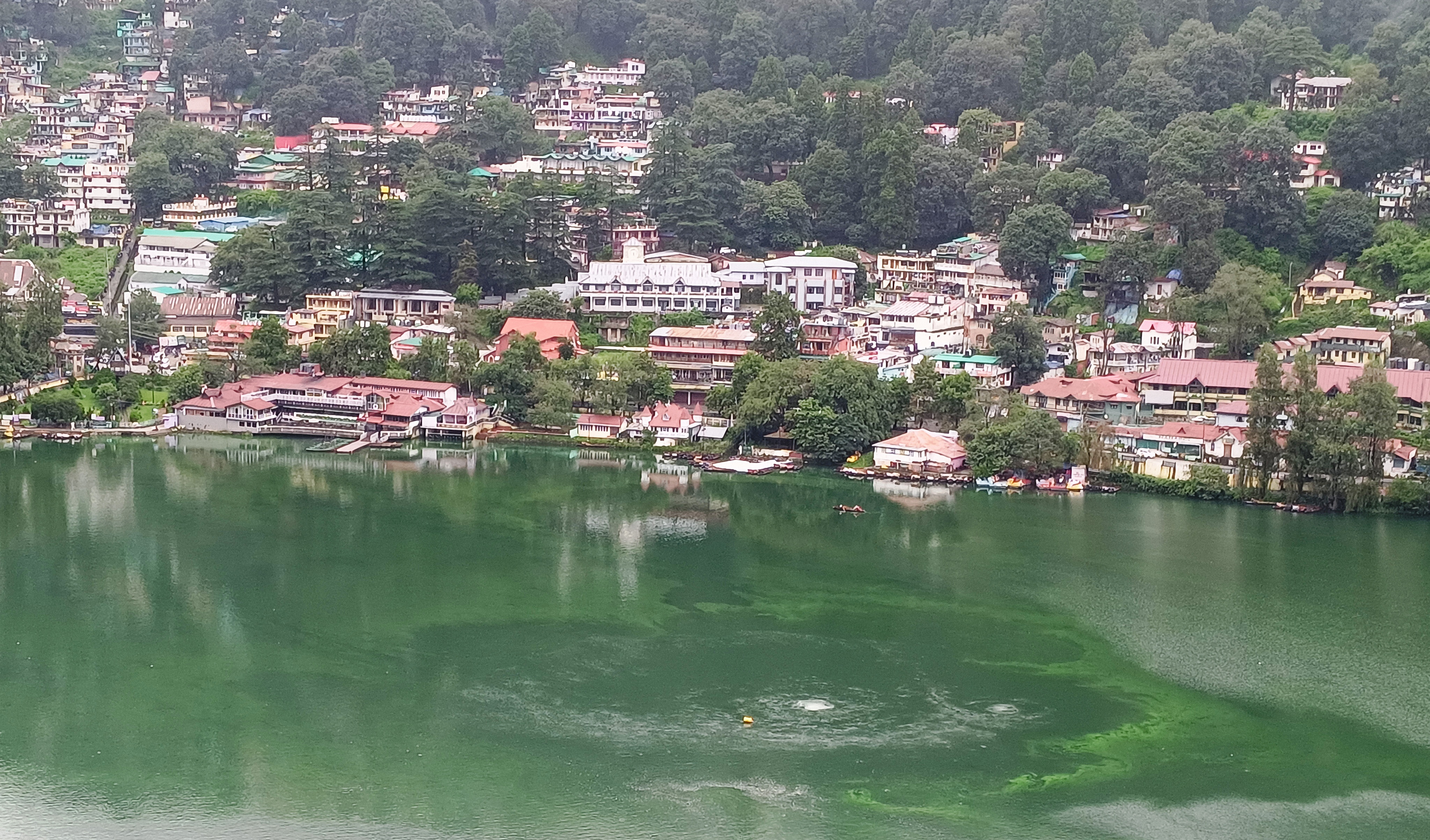 नैनी झील की सतह पर नजर आ रही काई। नैनी झील की सतह पर नजर आ रही काई।