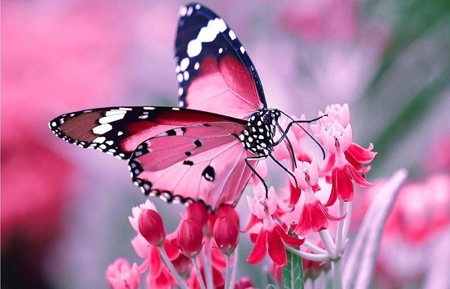 Image related to the Dihing Patkai National Park observes three-day grand Butterfly Festival. Image related to the Dihing Patkai National Park observes three-day grand Butterfly Festival.