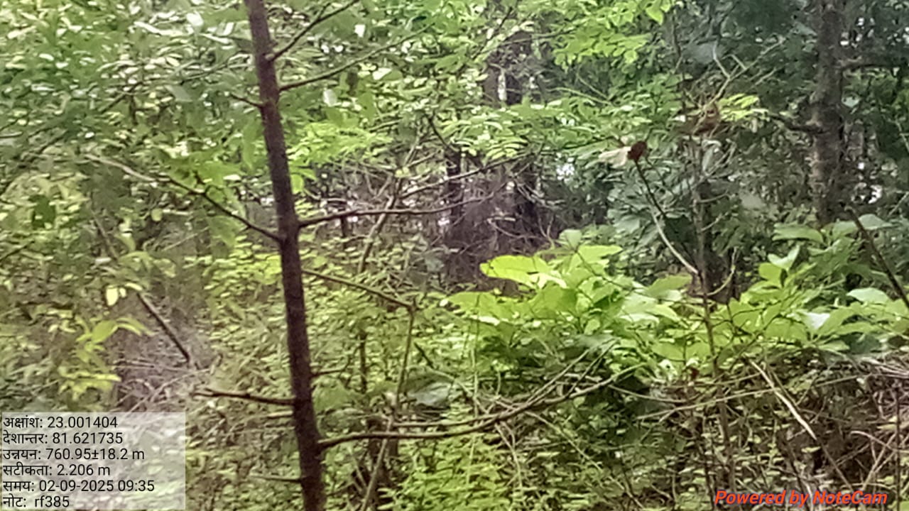 औढेरा के जंगल विचरण करता हाथी औढेरा के जंगल विचरण करता हाथी