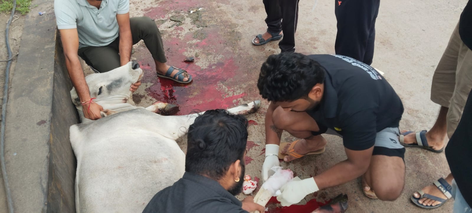 घायल पशु की सेवा करते संगठन के लाेग