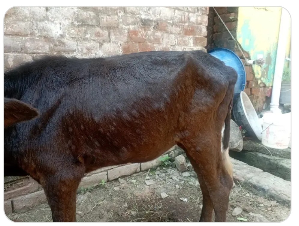 रहस्यमयी बिमारी के चपेट में मवेशी रहस्यमयी बिमारी के चपेट में मवेशी