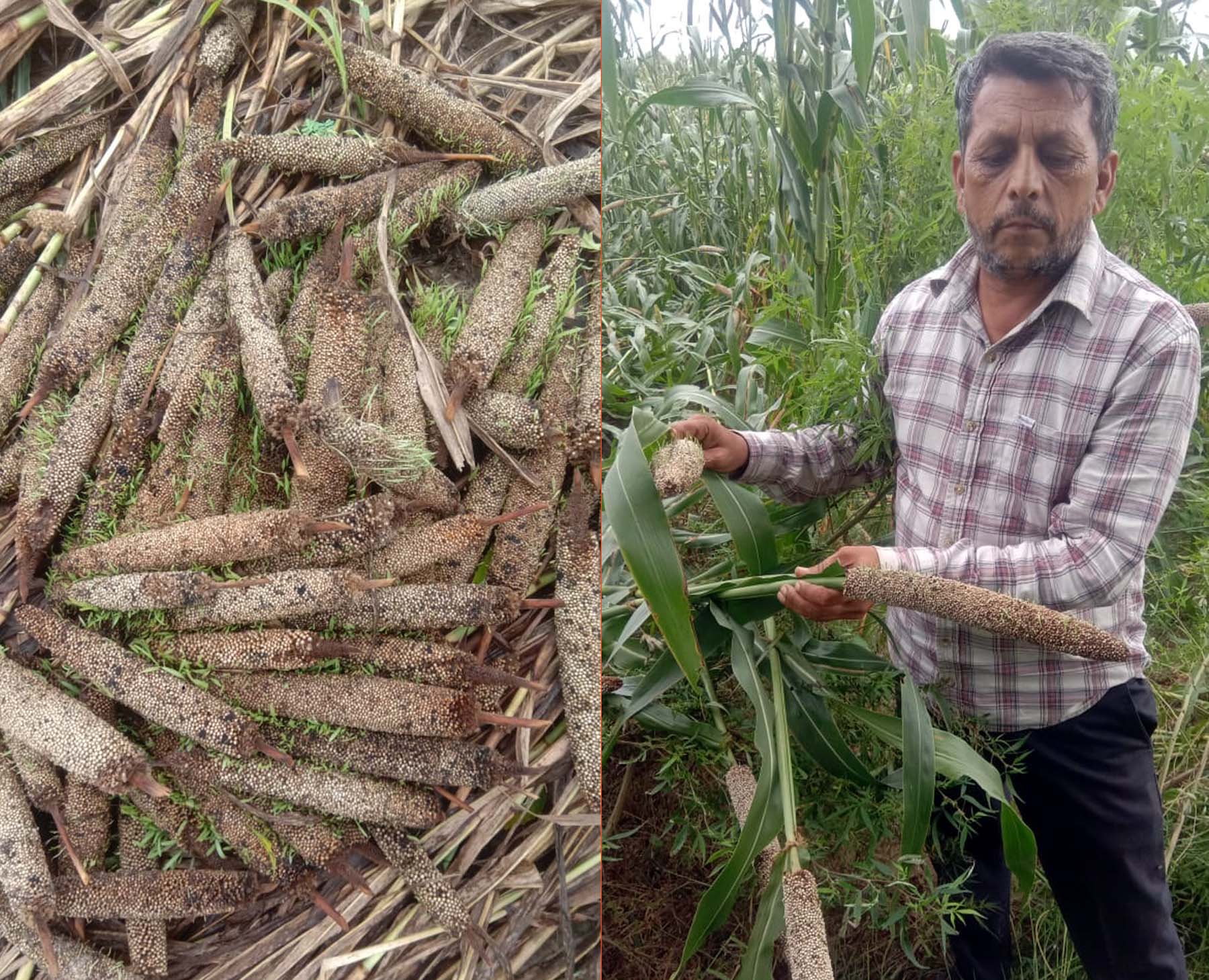 गुरुग्राम के सोहना क्षेत्र में खेत में बर्बाद बाजरे की फसल दिखाता किसान व खेत में बर्बाद हुई बाजरे की फसल। गुरुग्राम के सोहना क्षेत्र में खेत में बर्बाद बाजरे की फसल दिखाता किसान व खेत में बर्बाद हुई बाजरे की फसल।