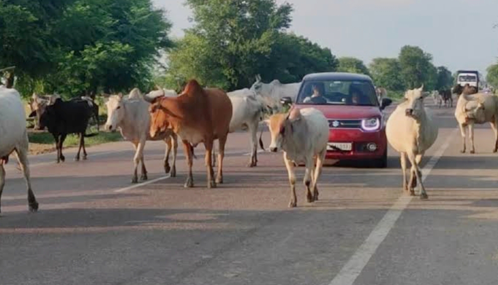 अशोकनगर: अब इंजीनियर हटवायेंगे सडक़ों  से आवारा पशुओं को