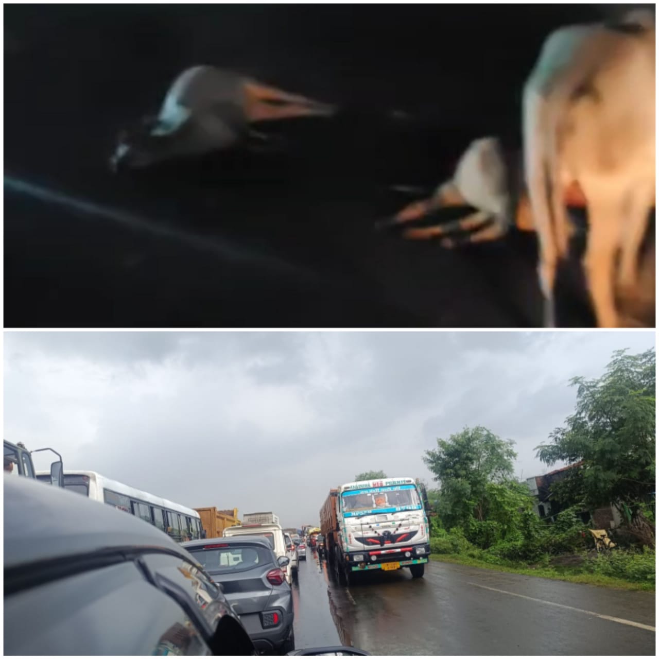 टक्कर से 14 गोंवश की मौत, आक्रोशित ग्रामीणों ने किया चक्काजाम टक्कर से 14 गोंवश की मौत, आक्रोशित ग्रामीणों ने किया चक्काजाम