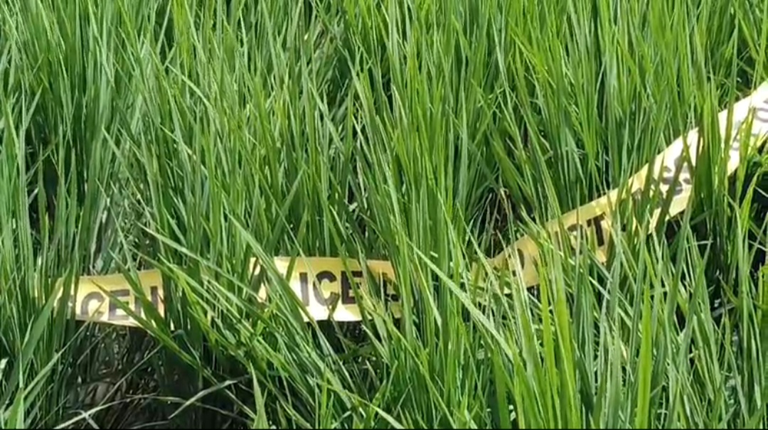 धान के खेत को किया गया शील धान के खेत को किया गया शील