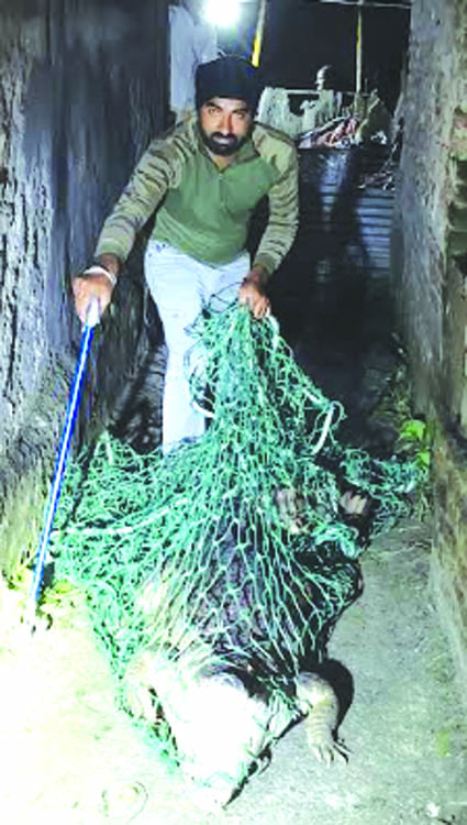 मगरमच्छ का रेस्क्यू करते हुए मगरमच्छ का रेस्क्यू करते हुए