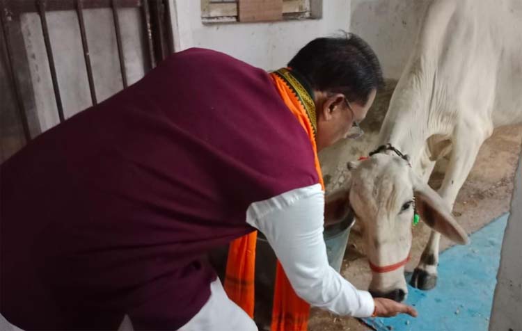 मुख्यमंत्री विष्णुदेव साय गाय काे राेटी व गुड् खिलाते हुए