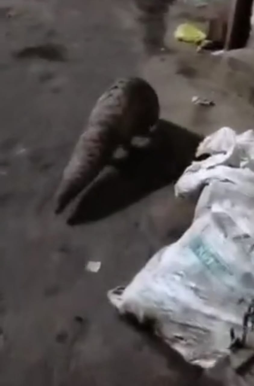 जीव,वन विभाग ने किया रेस्क्यू जीव,वन विभाग ने किया रेस्क्यू