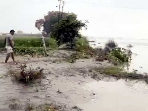 यमुना का जलस्तर घटने के बाद गांव मोहना के खेतों का दृश्य