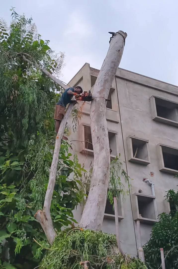 अवैध पेड़ कटाई अवैध पेड़ कटाई