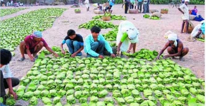 तेंदूपत्ता संग्राहक