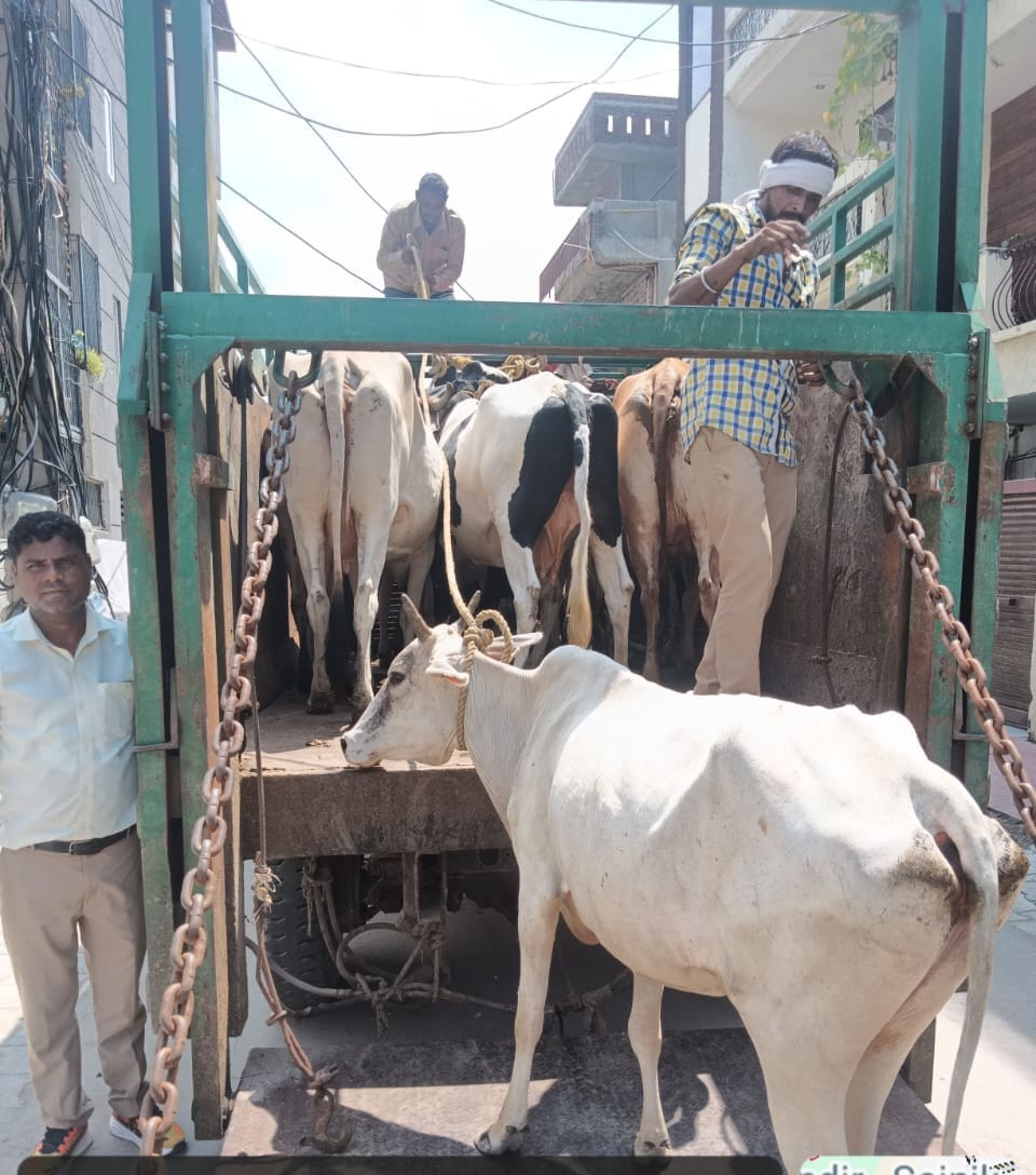 आवरा पशु पकड़ा निगम का दस्ता