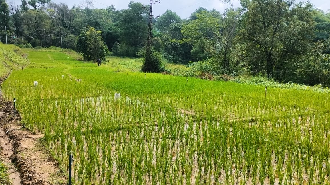 प्राकृतिक खेती का दृश्य। प्राकृतिक खेती का दृश्य।