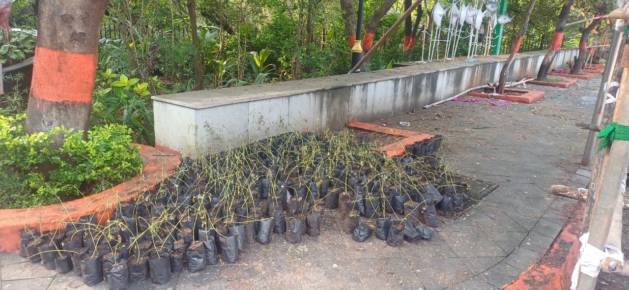 Shewagya struggle to save plants Shewagya struggle to save plants